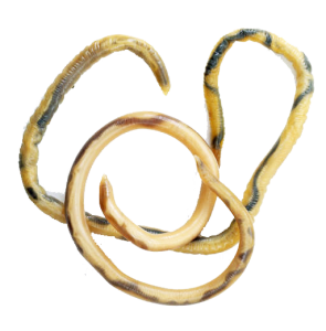 spoelworm